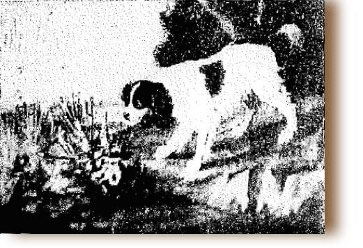 From "Origin of the Brittany Spaniel," by Fred Z. White, M.D.
