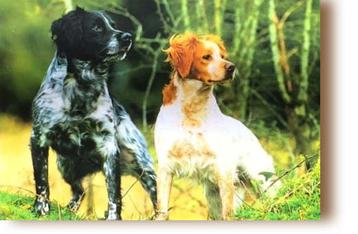 Photograph of Dogs from 
Chenil de Cornouaille of Callac, Province of Bretagne, France
Courtesy of Hervé Bourdon