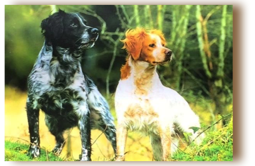 Photograph of Dogs from
Chenil de Cornouaille of Callac, Province of Bretagne, France
Courtesy of Hervé Bourdon Photograph of Dogs from
Chenil de Cornouaille of Callac, Province of Bretagne, France
Courtesy of Hervé Bourdon